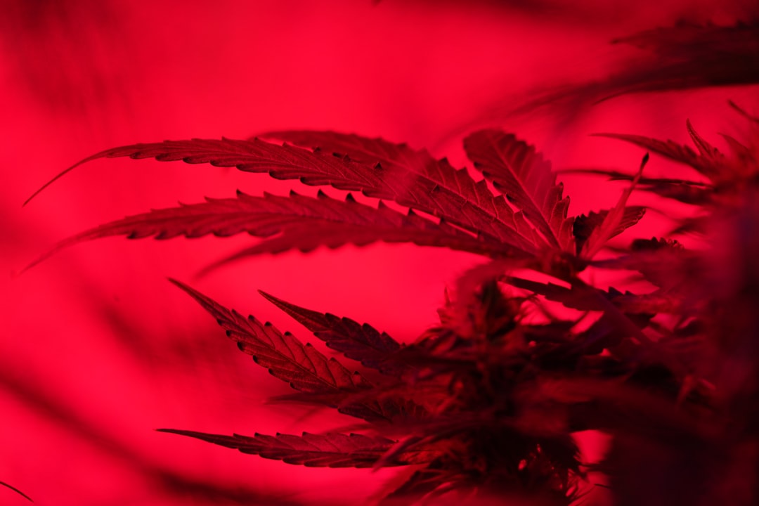 Покупка семян конопли онлайн в Москве и России