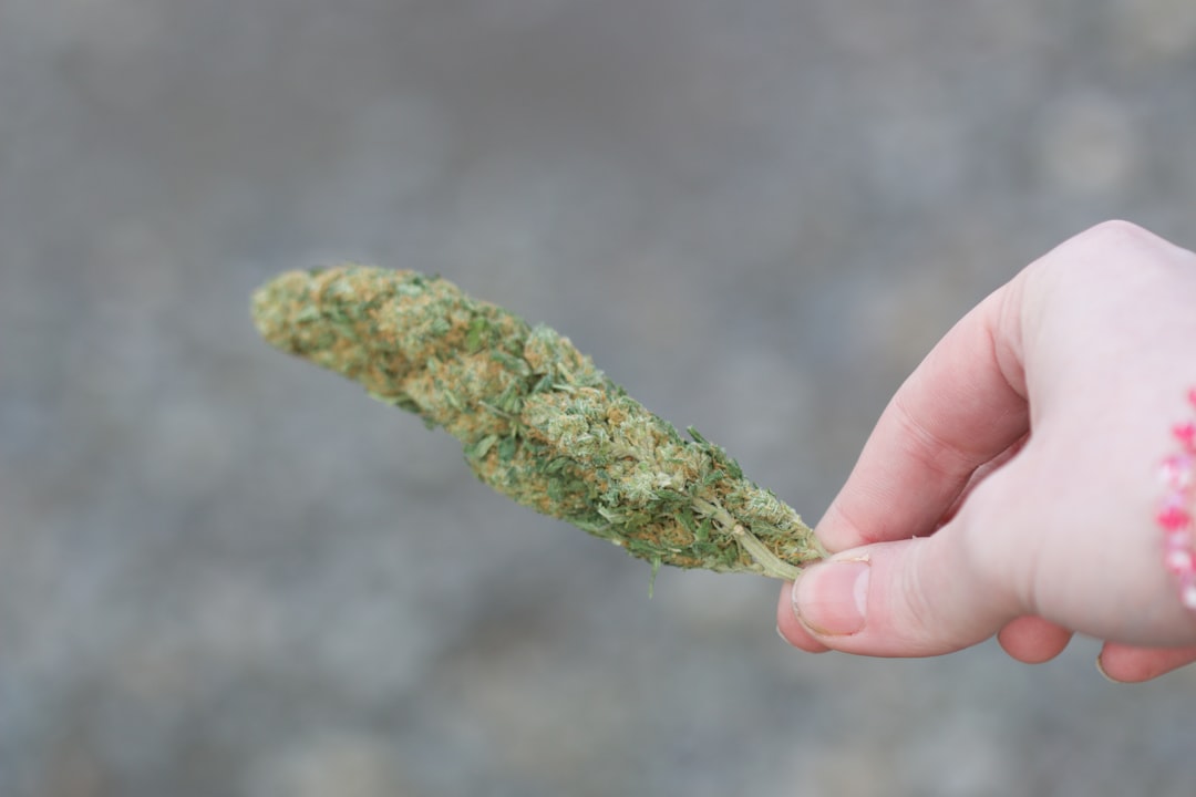 Семена конопли и их выращивание