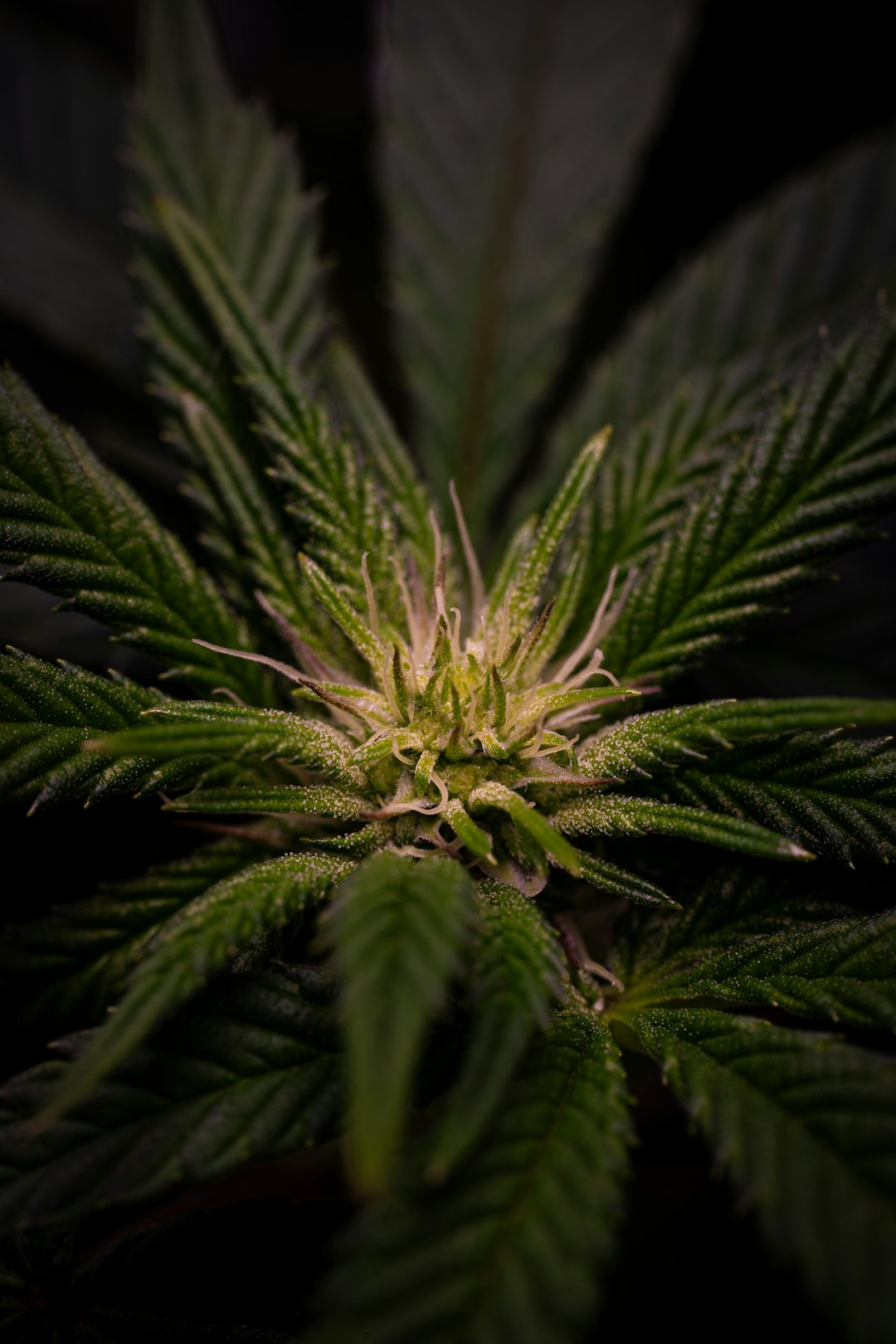 Проращивание семян конопли в домашних условиях