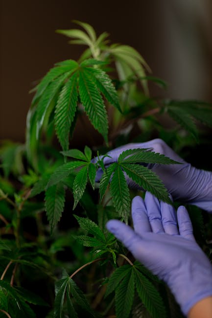 Купить семена конопли в Донецке