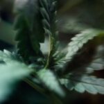 Семена конопли Auto Beshbarmak feminised Bang Seeds img-2810.jpg