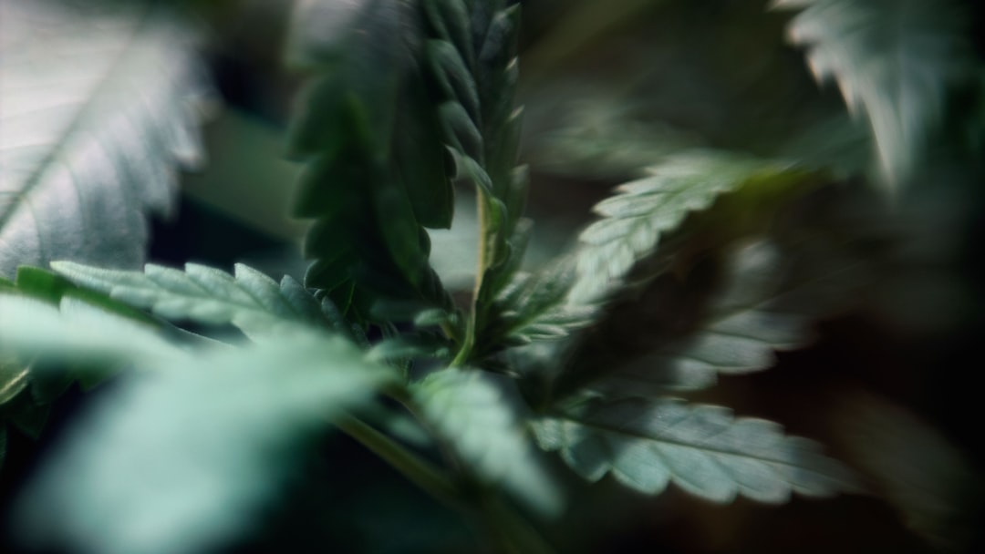 Семена конопли Auto Beshbarmak feminised Bang Seeds