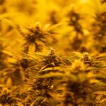 Особенности Голландской Марихуаны и Преимущества Семян из Голландии img-2867.jpg