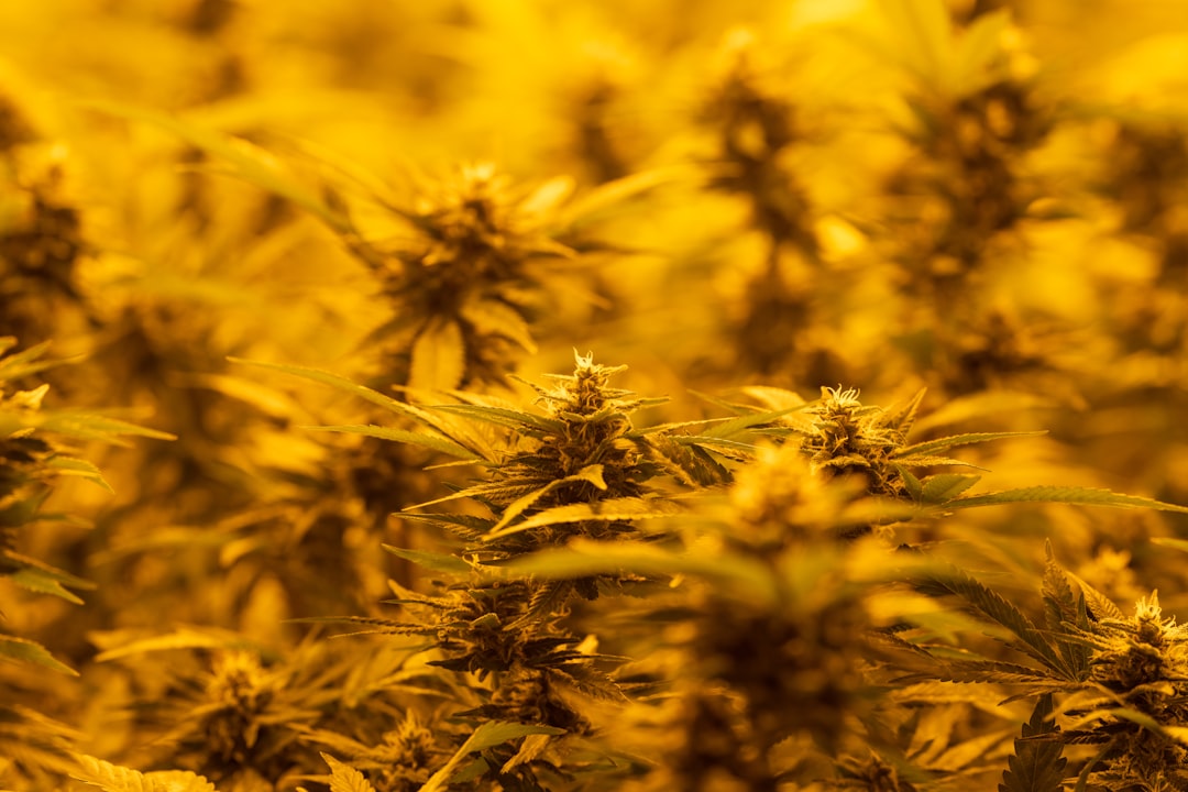 Особенности Голландской Марихуаны и Преимущества Семян из Голландии