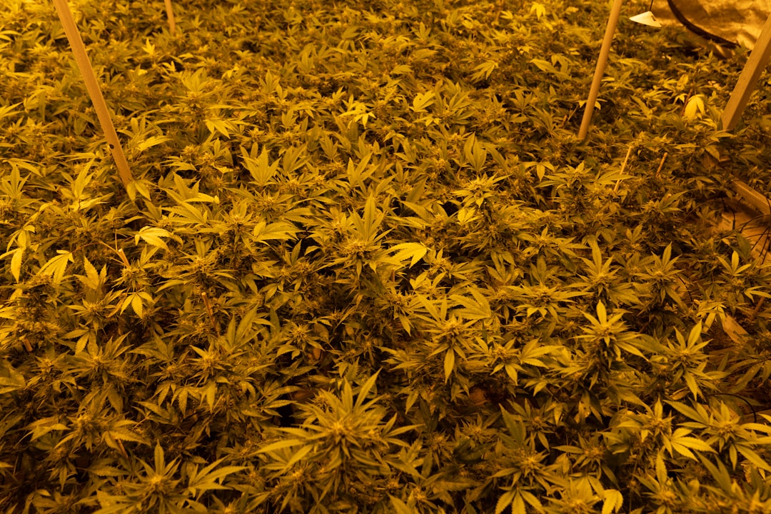 Питание и здоровье попугаев с использованием семян конопли