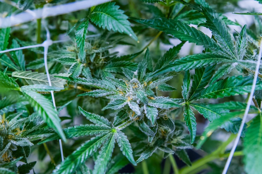 Купить гашиш в Улан-Удэ