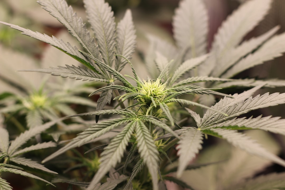 Купить гашиш в Санкт-Петербурге