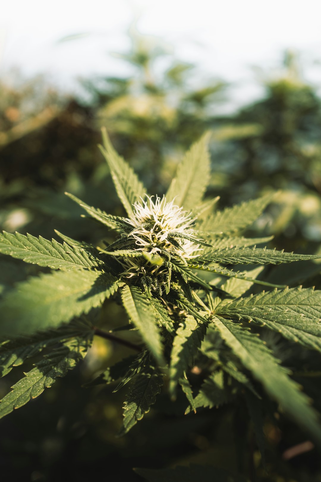 Преимущества и свойства семян конопли для различных целей использования