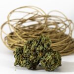 Покупка конопли в Казани и Татарстане свойства и параметры растения и легальные аспекты приобретения img-317.jpg