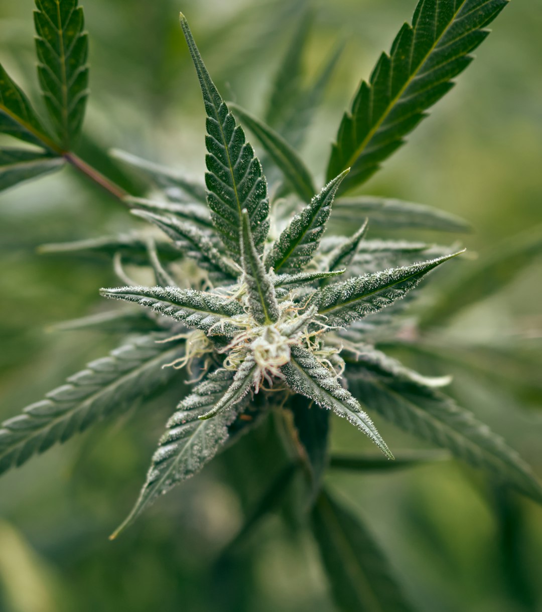 Мальборо с коноплей обзор продукта и особенности приобретения