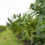 Проращивание семян конопли в домашних условиях img-3394.jpg