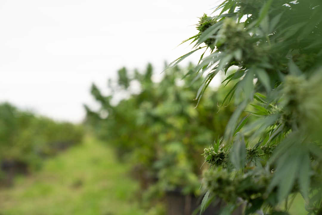 Проращивание семян конопли в домашних условиях