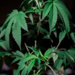 Выращивание Конопли из Семян Пошаговое Руководство img-423.jpg