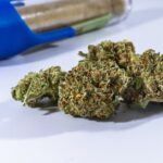 Семена технической конопли свойства и характеристики img-47.jpg