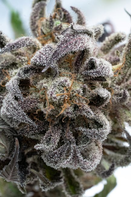 Семена конопли Original Cheese feminised от Paradise Seeds