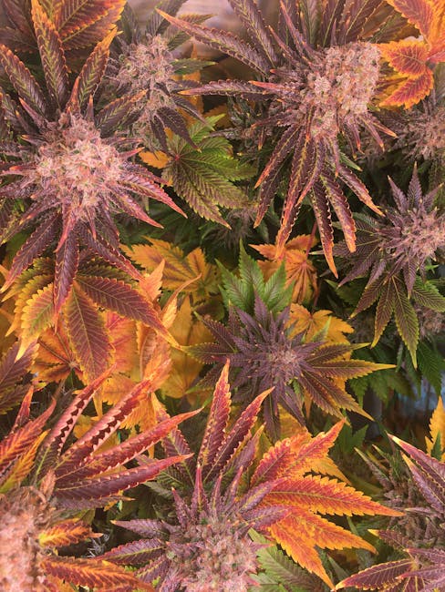 Сортовые семена конопли и их преимущества