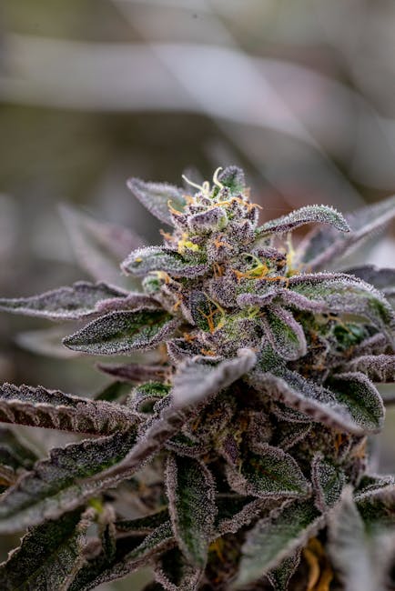 Ситуация с героином в Екатеринбурге и Свердловской области