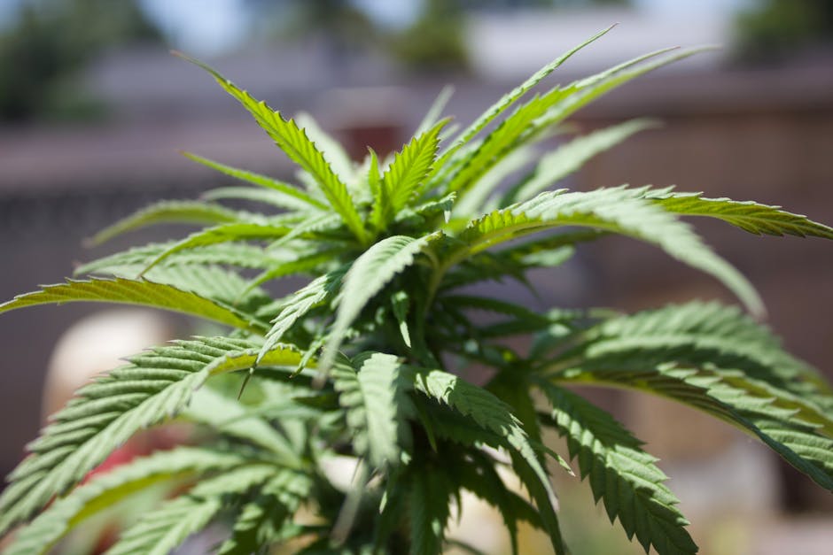 Спайс в Москве и России: свойства, эффекты и правовой статус