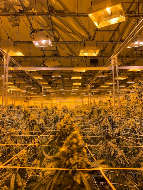 Семена конопли для выращивания и покупки онлайн