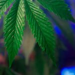 Выращивание марихуаны в открытом грунте img-815.jpg