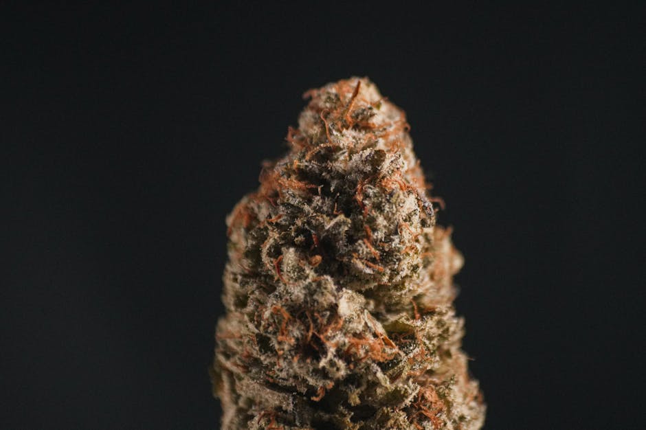 Семена технической конопли и их покупка