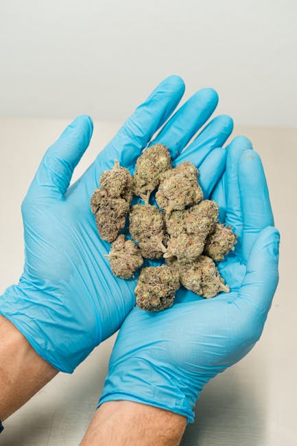 Выращивание конопли в домашних условиях