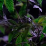 Применение и доступность морфина гидрохлорида img-940.jpg