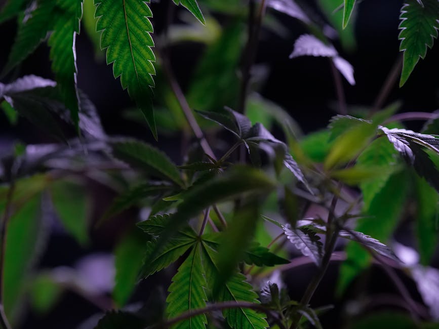 Применение и доступность морфина гидрохлорида