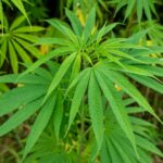 Купить анашу онлайн: история, свойства и правовые аспекты приобретения марихуаны img-987.jpg